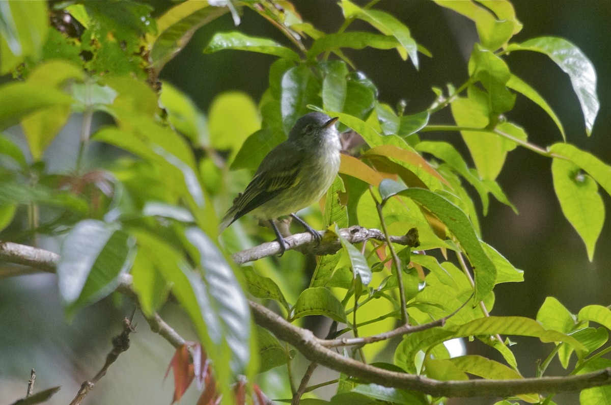 White-fronted Tyrannulet - Jan Cubilla