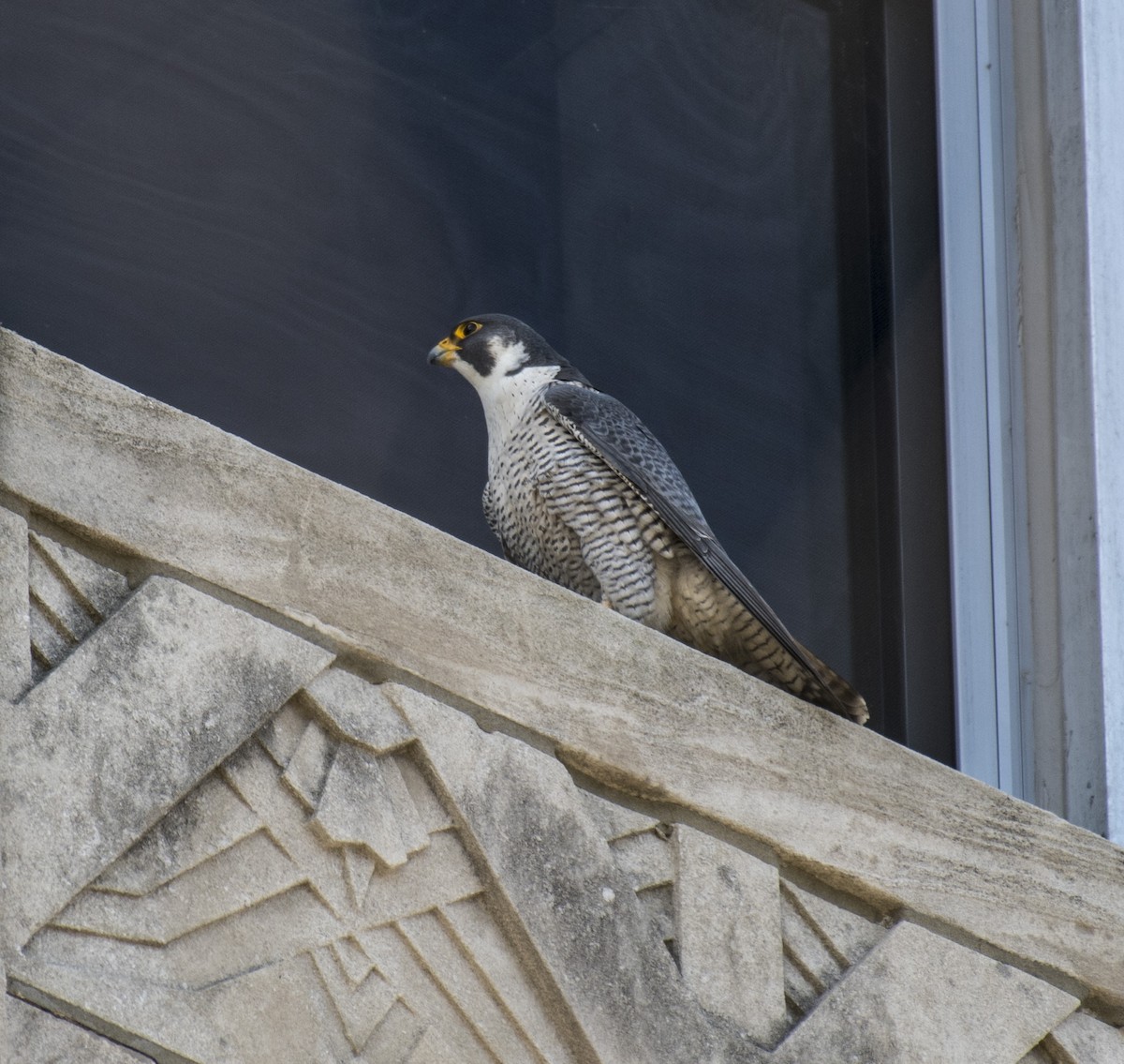 Peregrine Falcon - John Longhenry