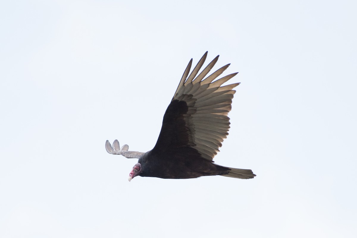 Turkey Vulture - ML90619131