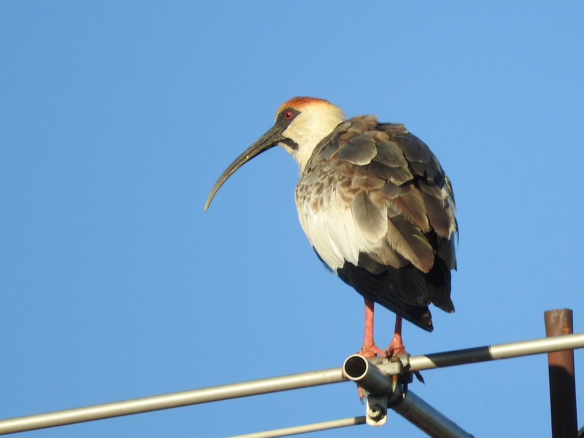 Buff-necked Ibis - Enrique Chiurla