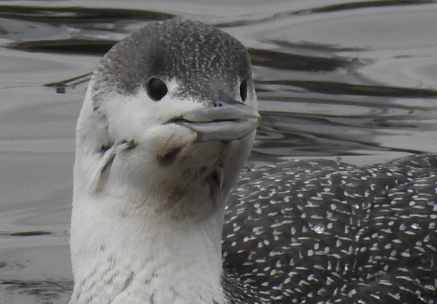 Red-throated Loon - ML90621541