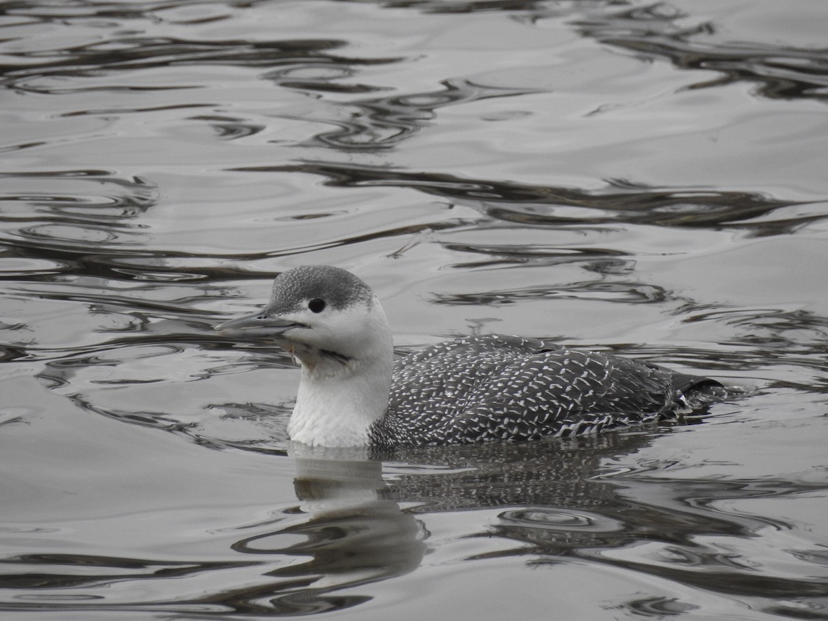 Red-throated Loon - ML90621581