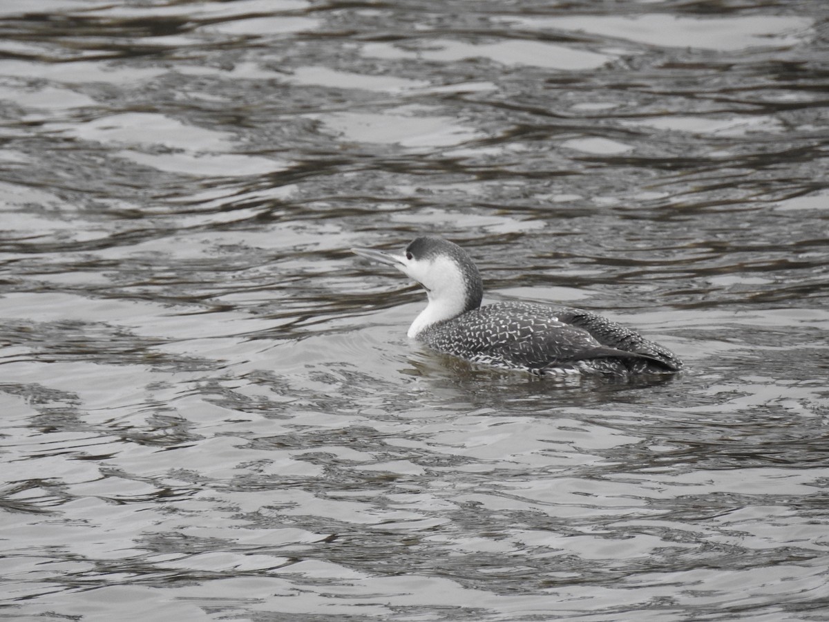 Red-throated Loon - ML90621591