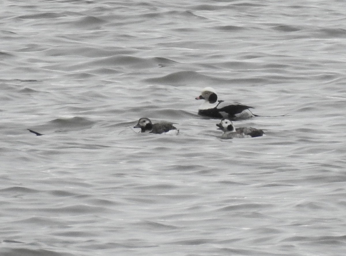 Long-tailed Duck - ML90621601