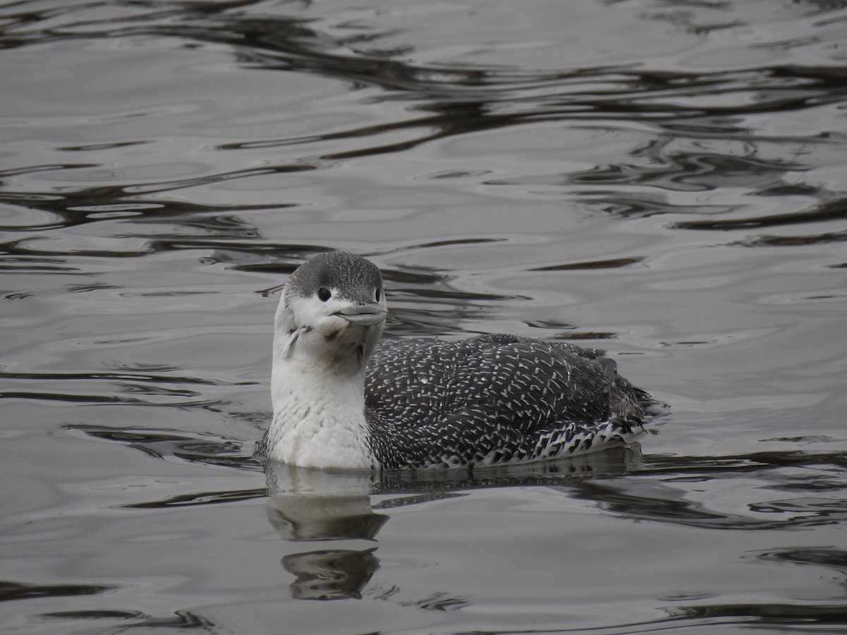 Red-throated Loon - ML90621611