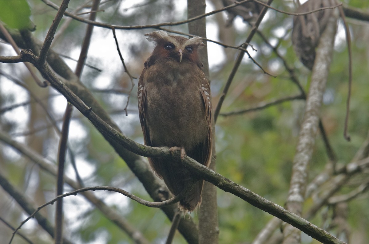 Crested Owl - Jan Cubilla