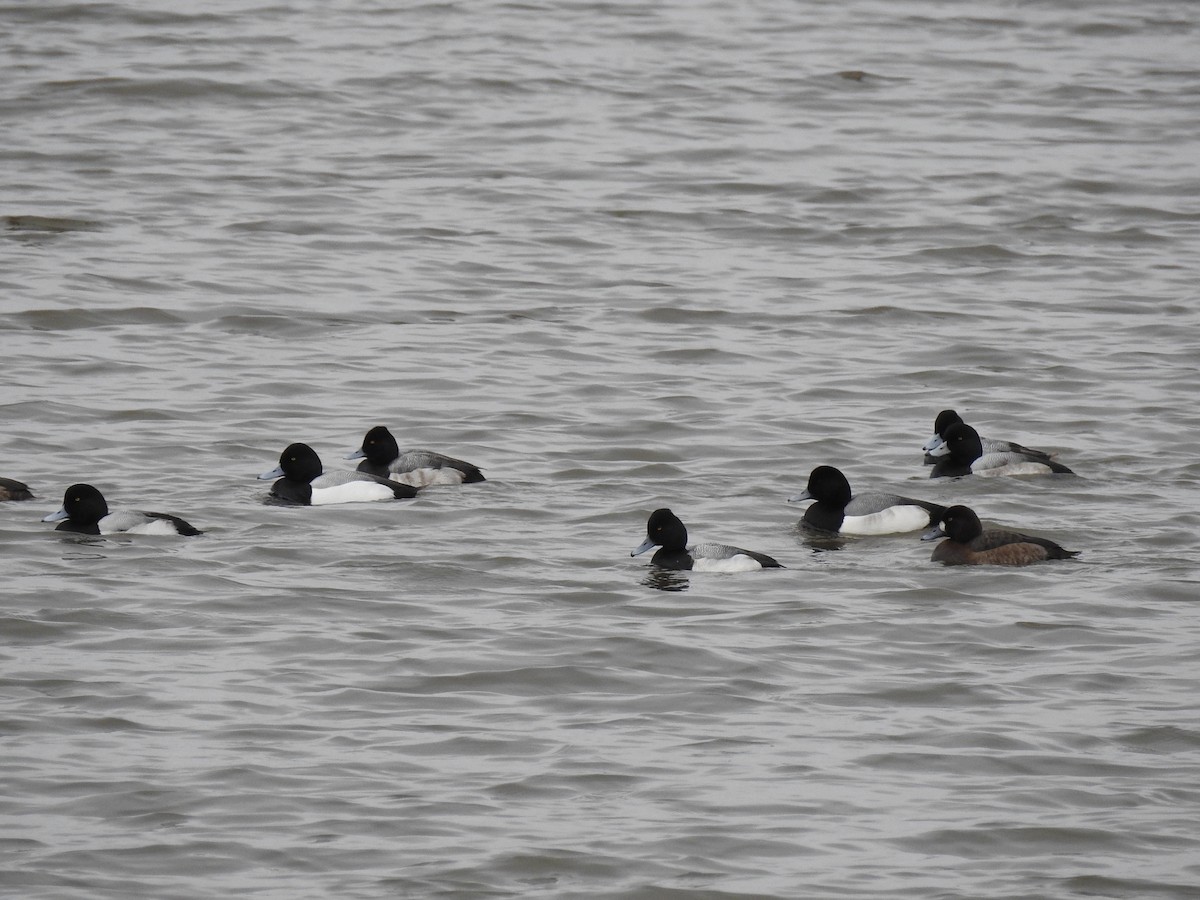 Greater/Lesser Scaup - ML90621771