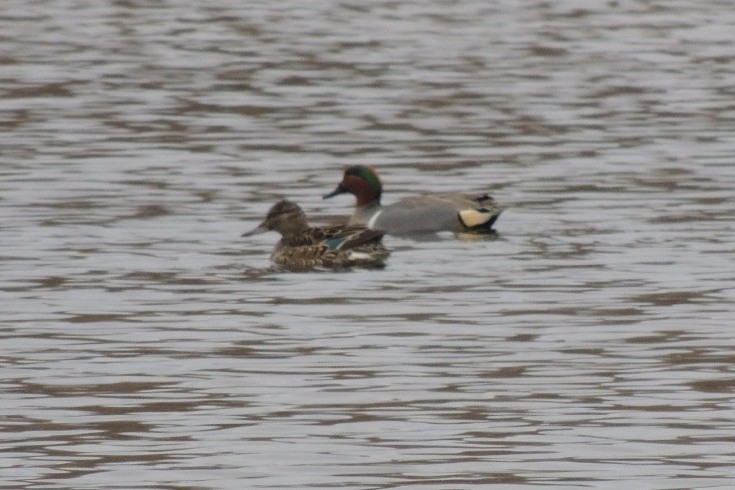 Green-winged Teal - ML90621801