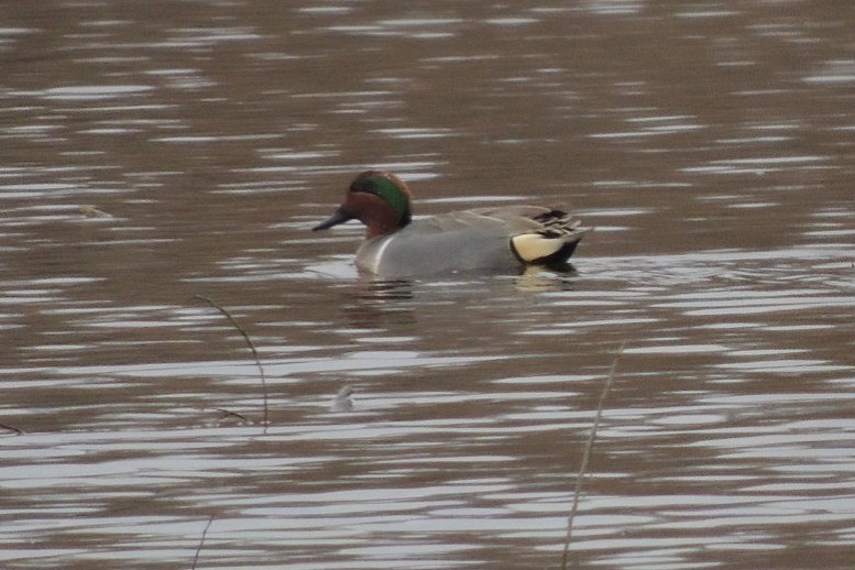 Green-winged Teal - ML90621811