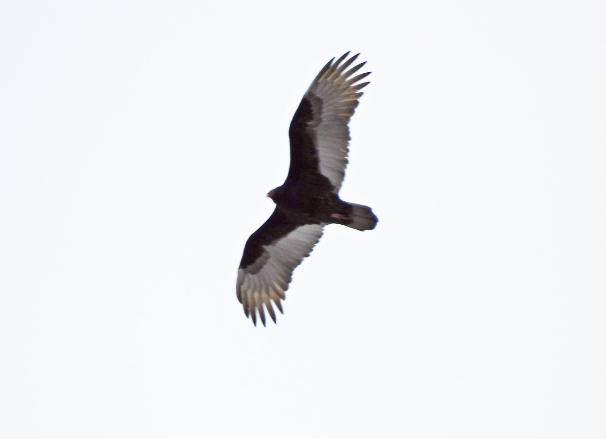Turkey Vulture - Cristina Hartshorn