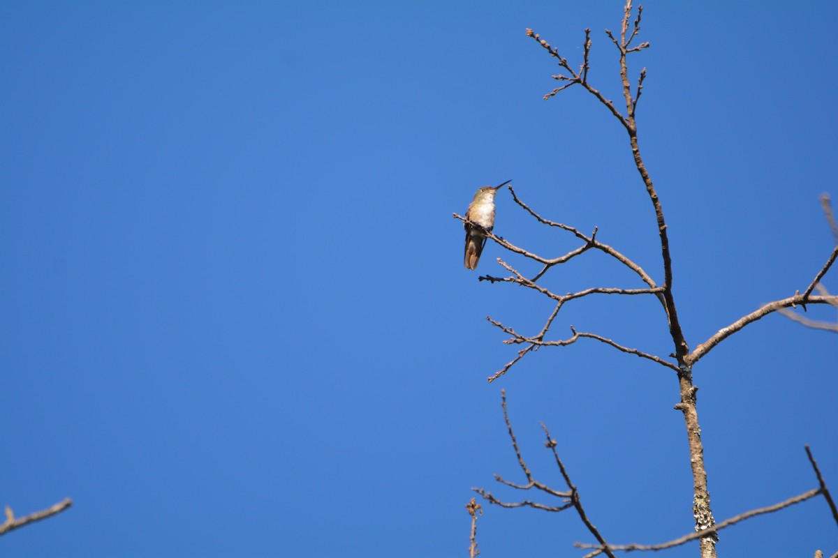 Azure-crowned Hummingbird - ML90623401