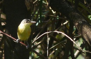  - Maracaibo Tody-Flycatcher