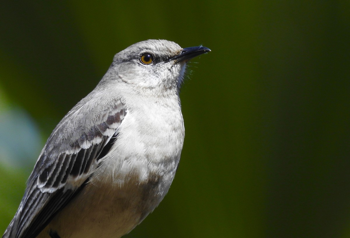 Northern Mockingbird - Kalin Ocaña