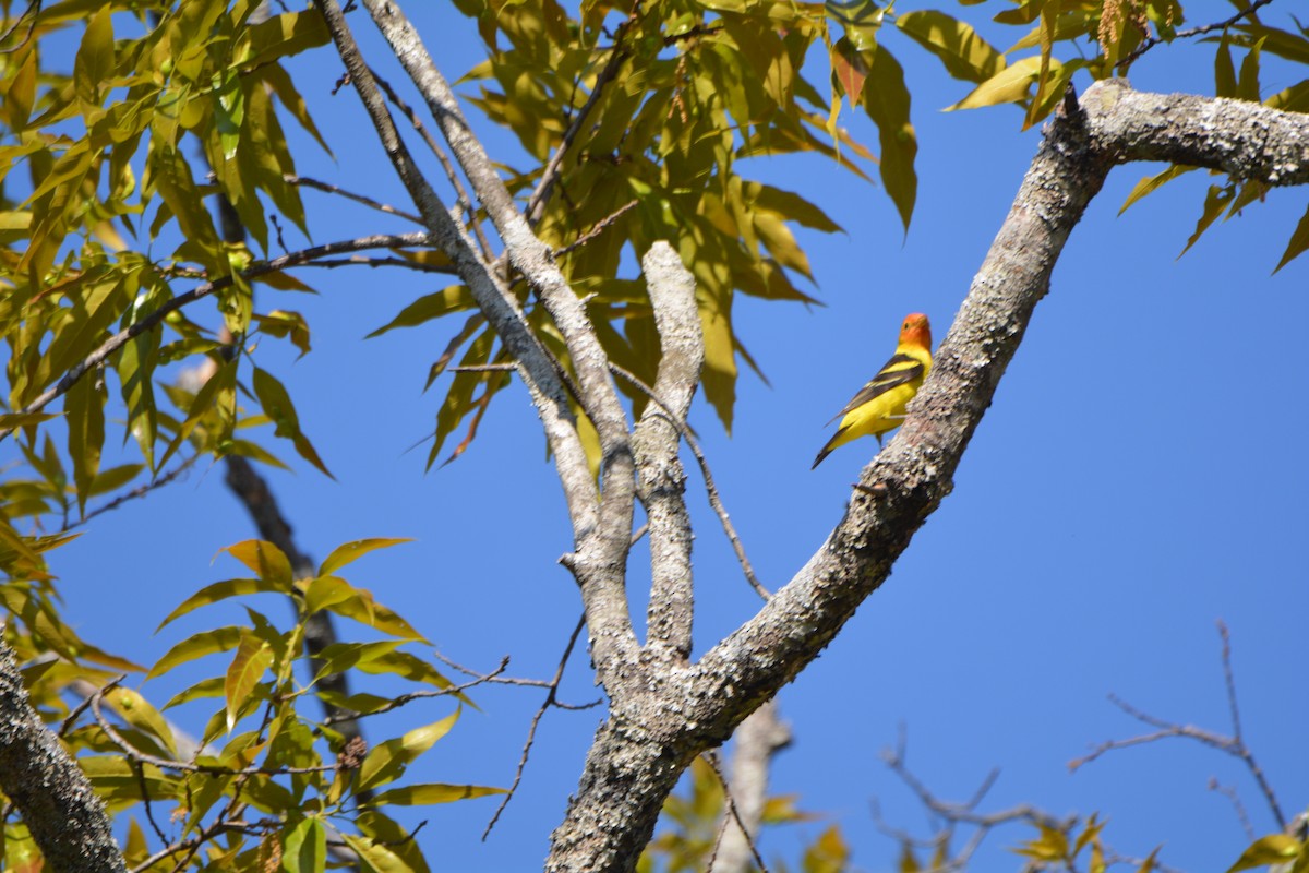 Western Tanager - ML90626161
