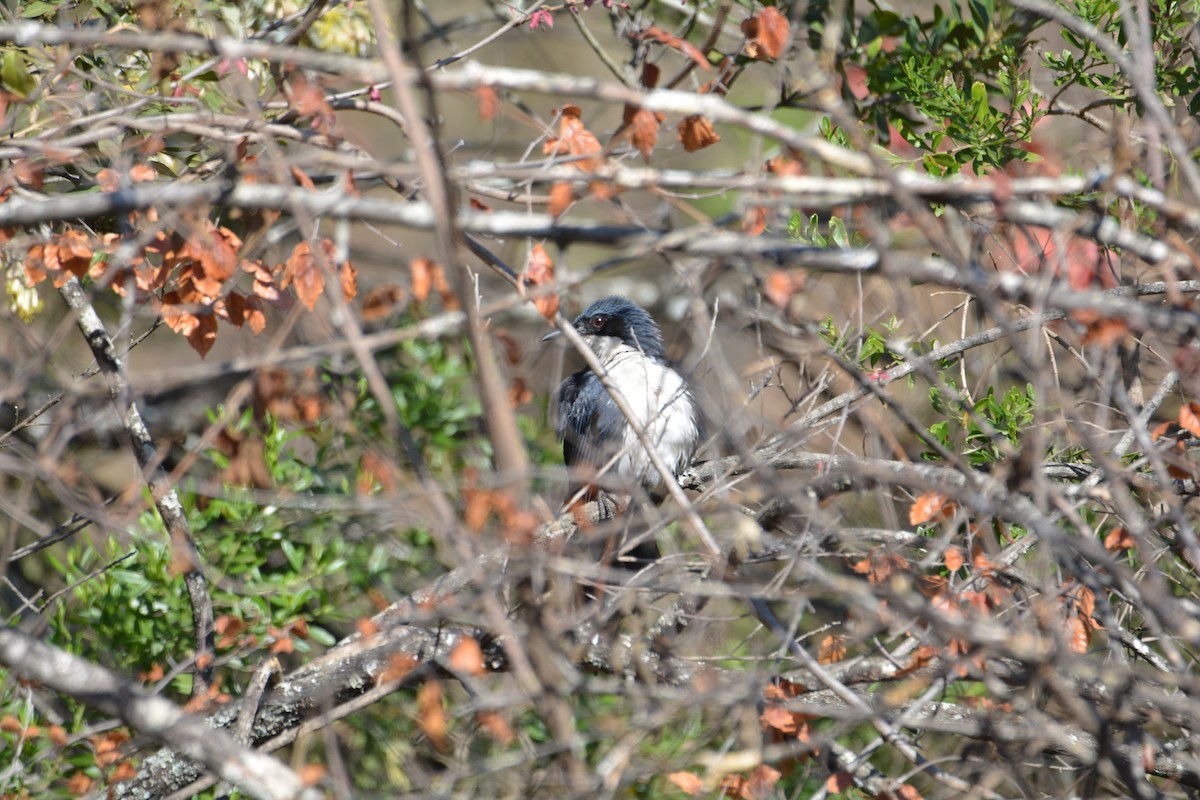 Blue-and-white Mockingbird - ML90626291