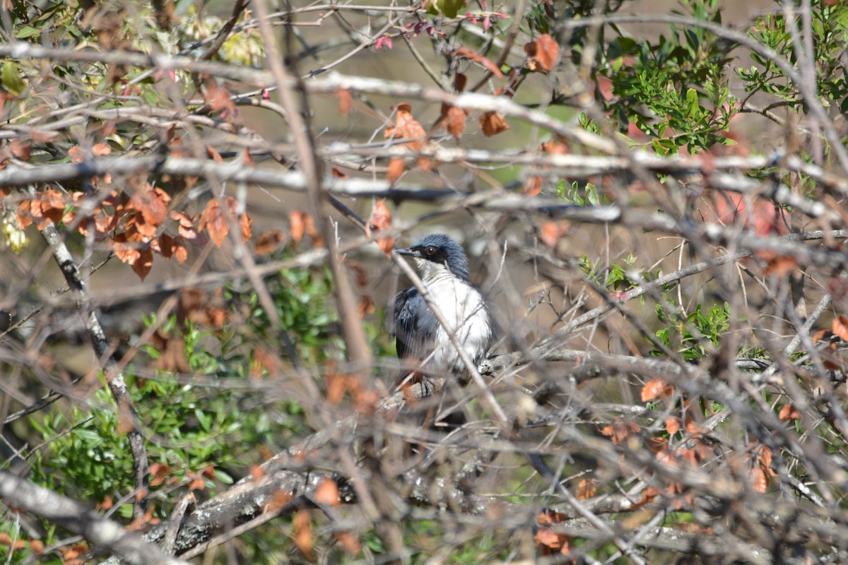 Blue-and-white Mockingbird - ML90626301