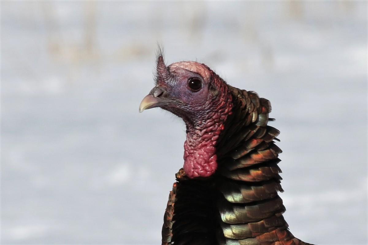 Wild Turkey - Margaret Viens