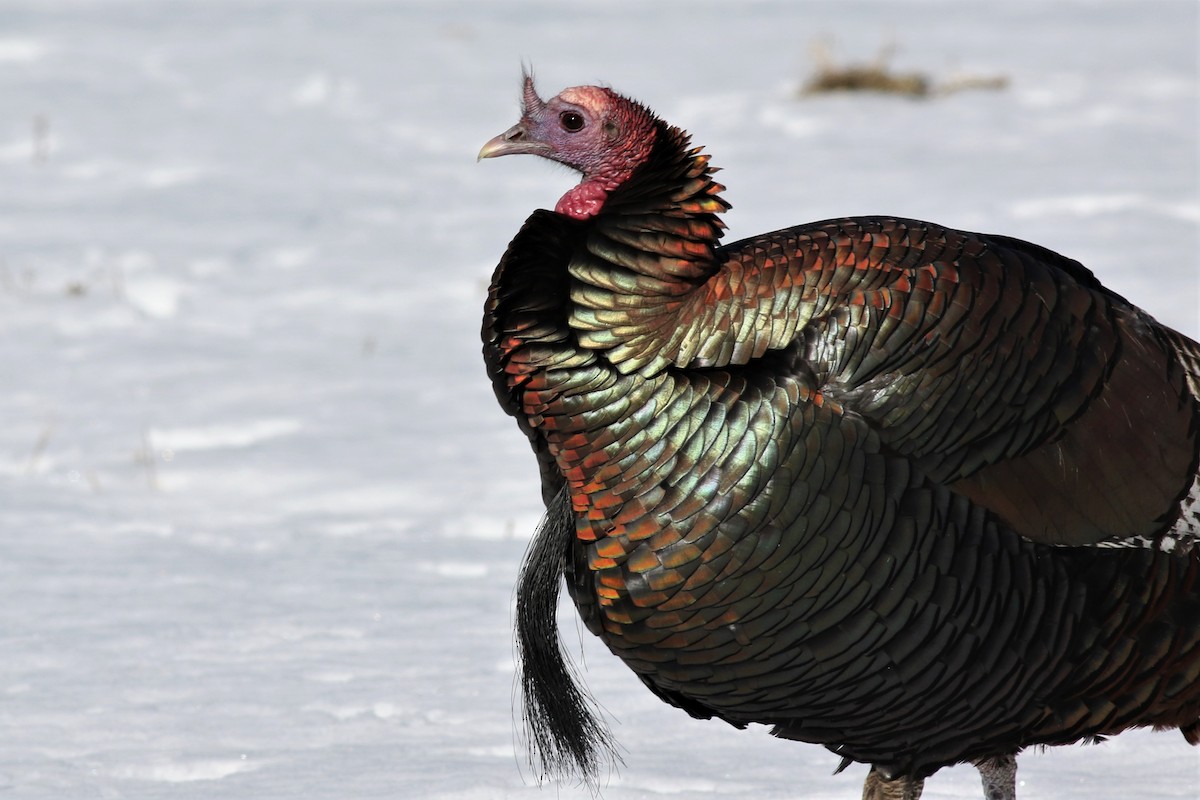 Wild Turkey - Margaret Viens