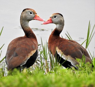 Black-bellied Whistling-Duck (fulgens), ML90629951