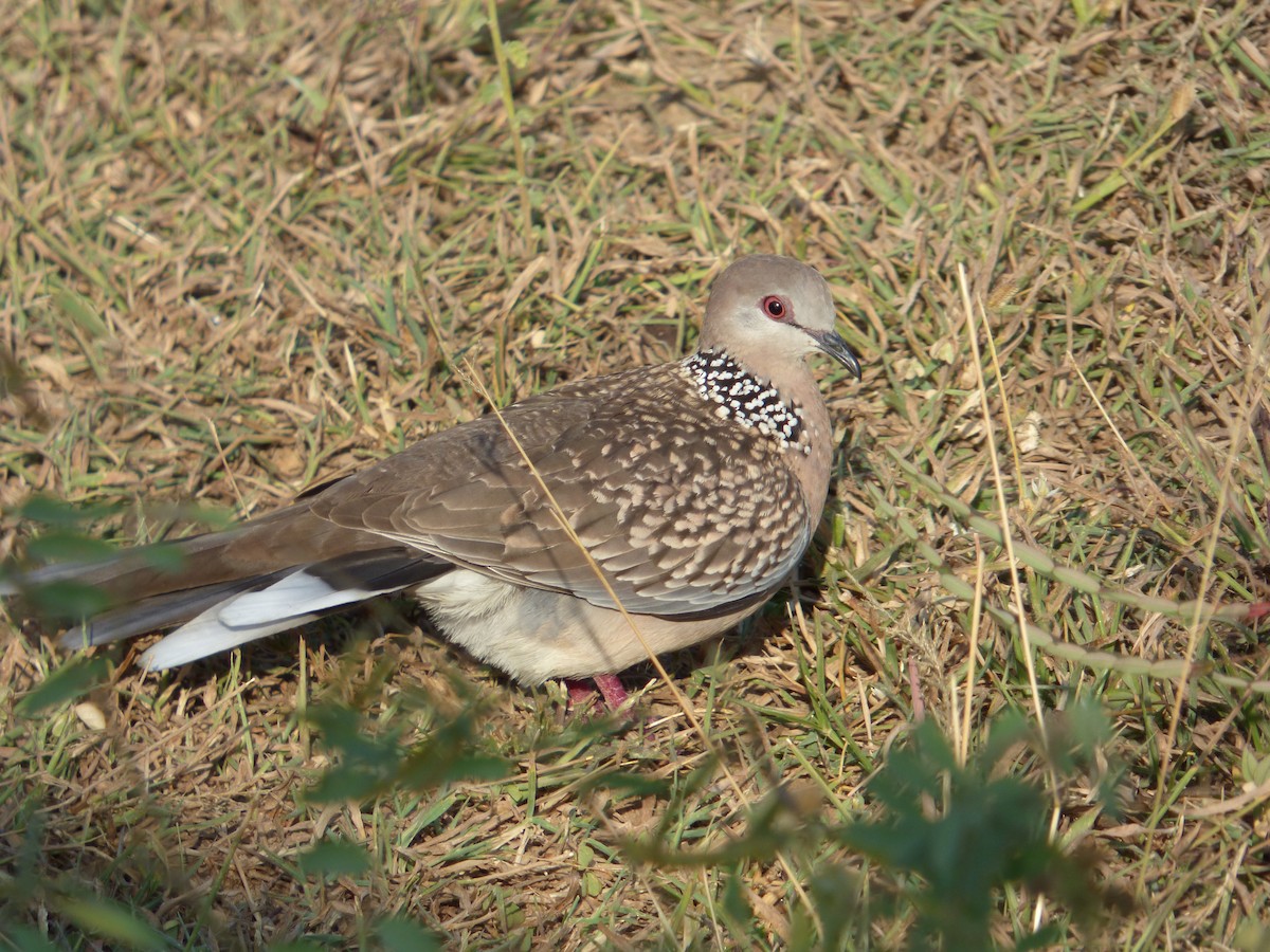 Spotted Dove - ML90632091