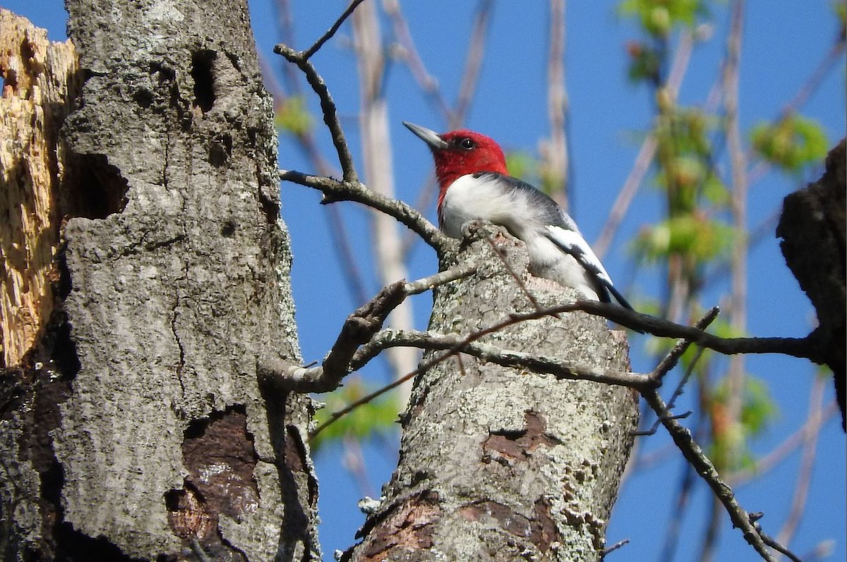 Red-headed Woodpecker - ML90632321