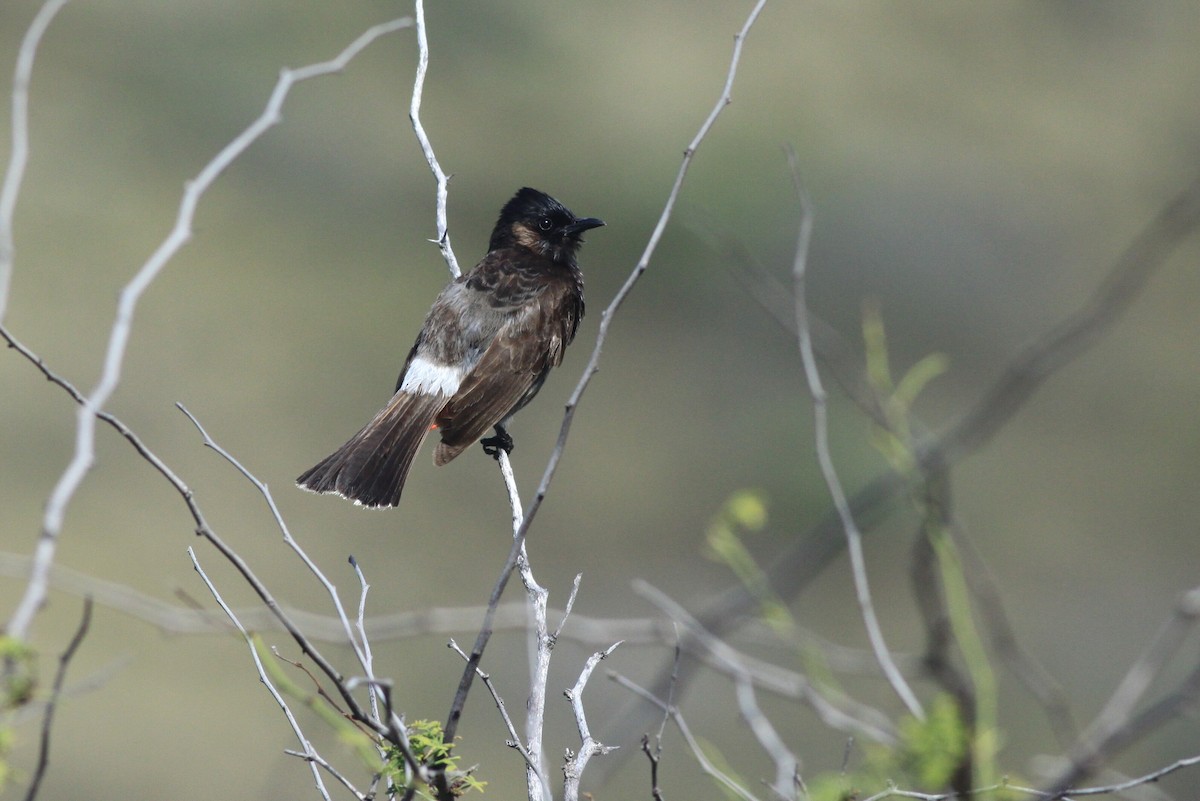 Red-vented Bulbul - ML90635021