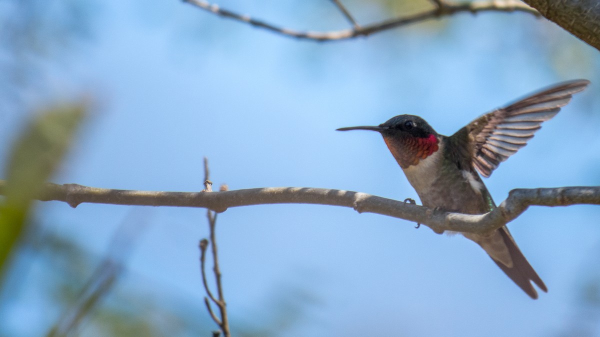 Ruby-throated Hummingbird - Aquiles Brinco