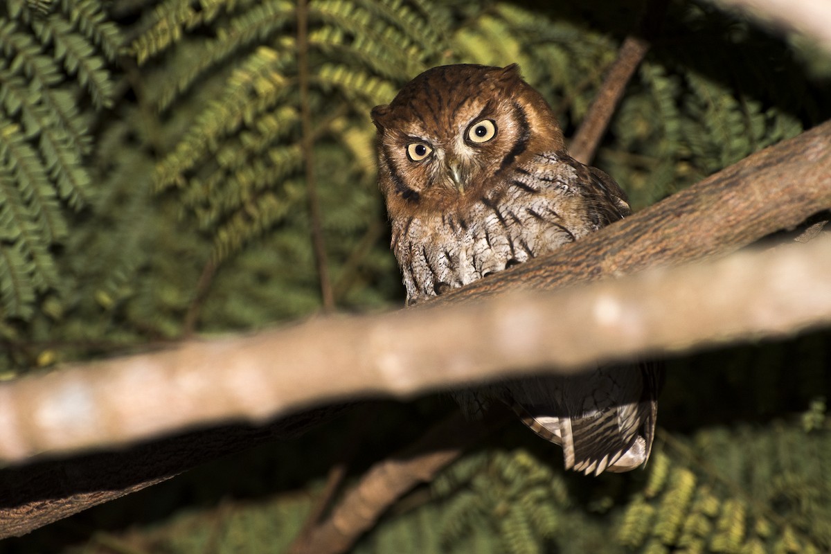Tropical Screech-Owl - ML90641701