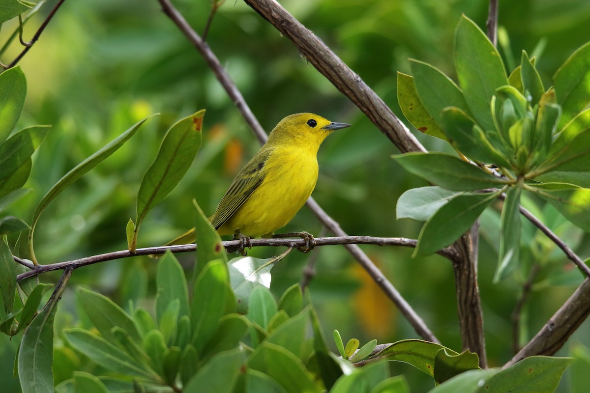 Yellow Warbler (Golden) - Dominic Sherony