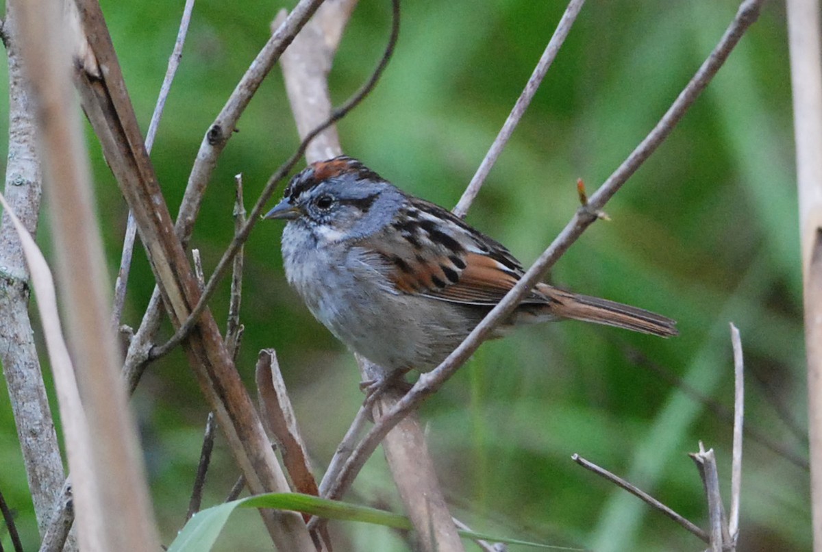 Swamp Sparrow - Robert Dobbs