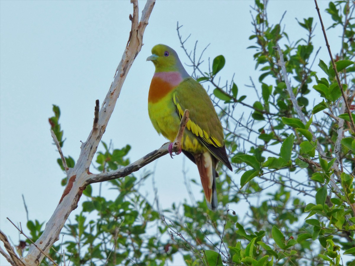 Orange-breasted Green-Pigeon - Rustom Jamadar