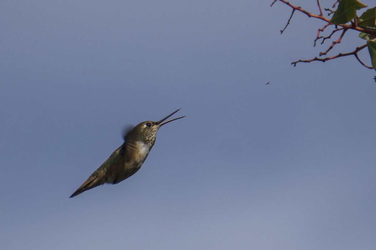 Allen's Hummingbird - Joey Negreann