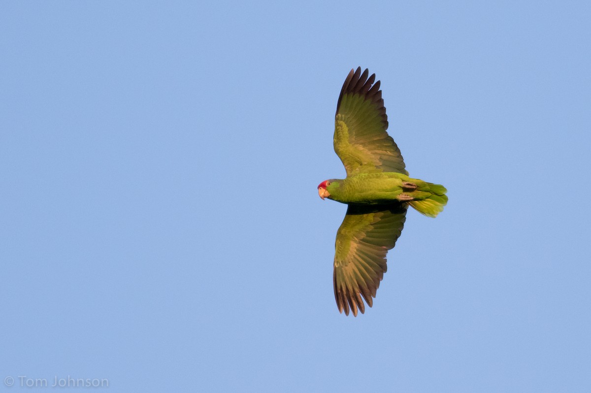 Red-crowned Parrot - Tom Johnson
