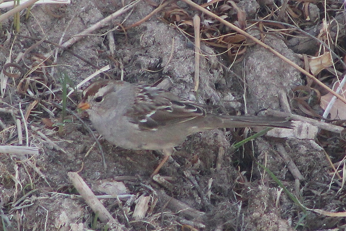 White-crowned Sparrow - ML90654961