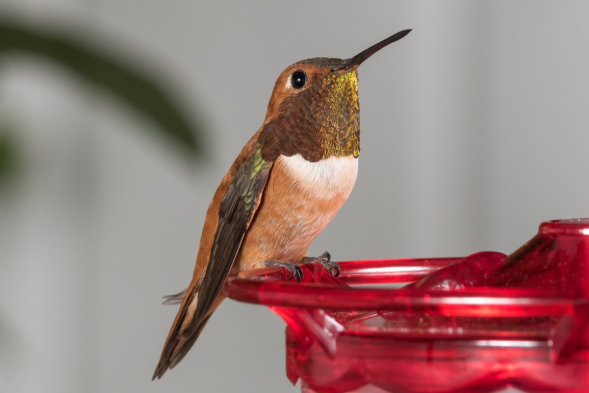 Rufous Hummingbird - Jeff Bray