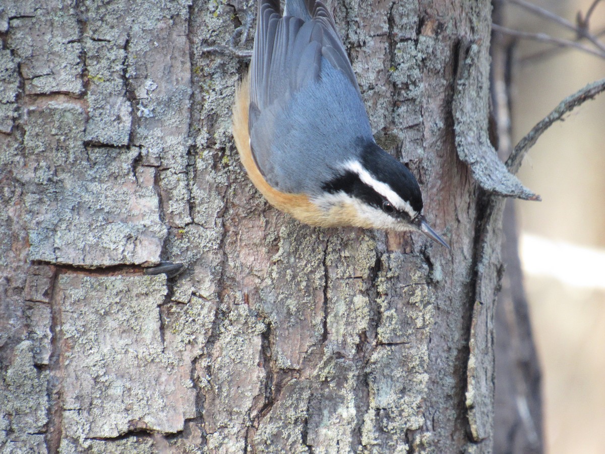 Red-breasted Nuthatch - ML90655771