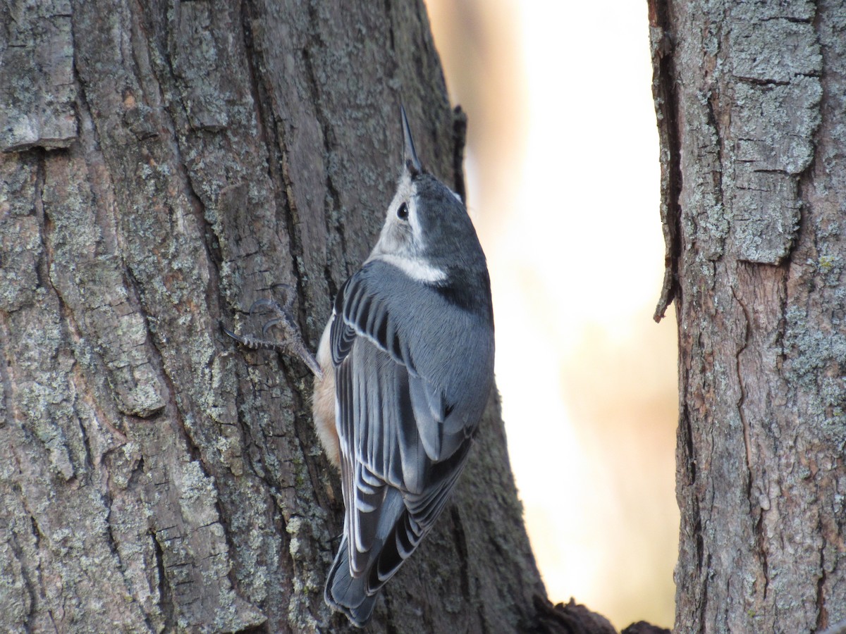 White-breasted Nuthatch - ML90655841