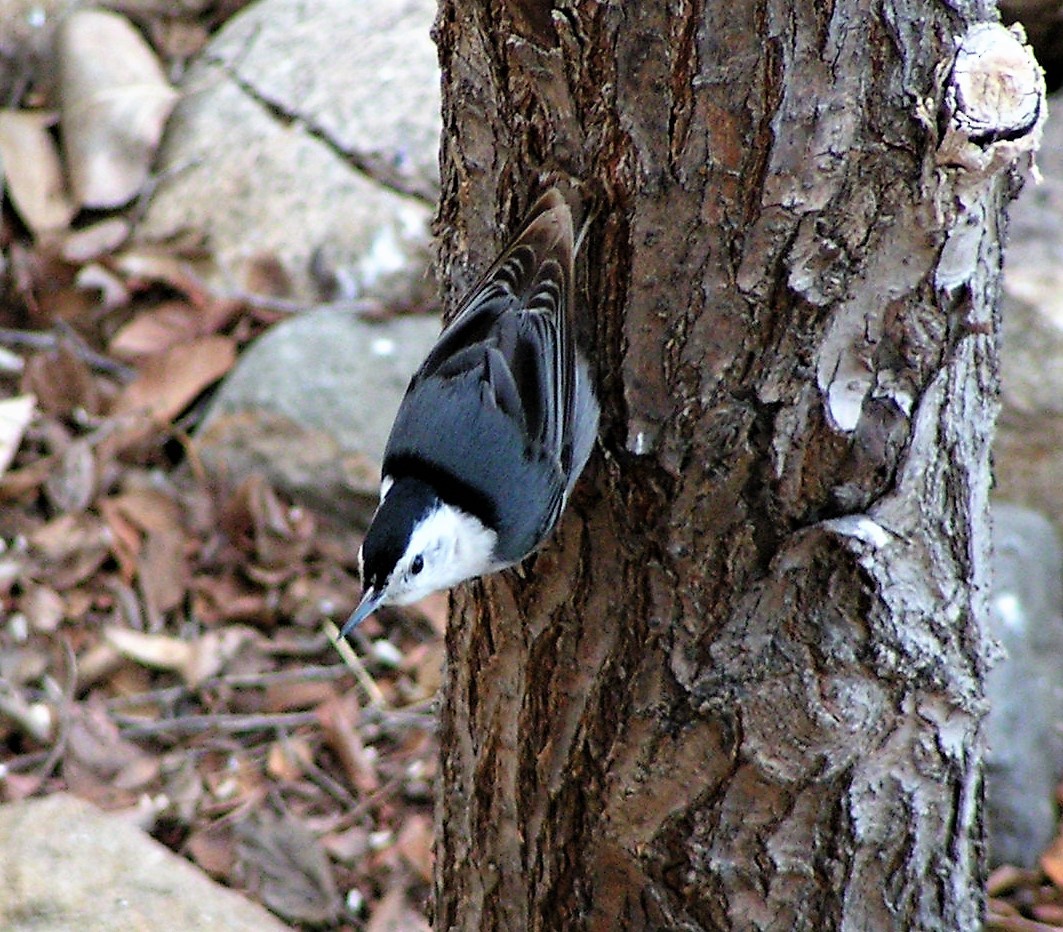 White-breasted Nuthatch - ML90657171