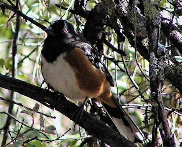 Spotted Towhee - ML90659101