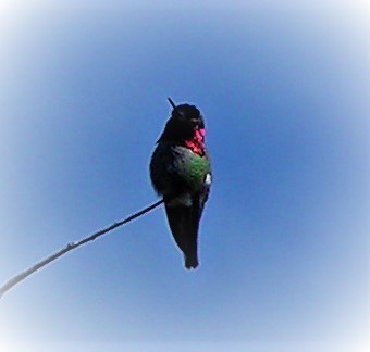 Anna's Hummingbird - ML90659261