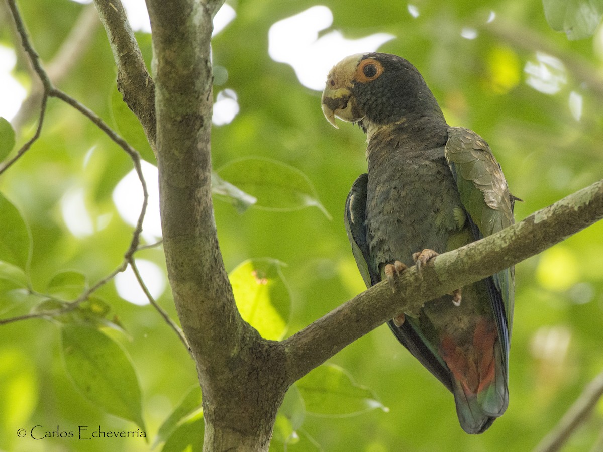 White-crowned Parrot - ML90660791