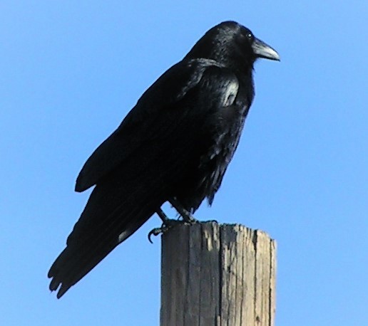 Common Raven - ML90661511