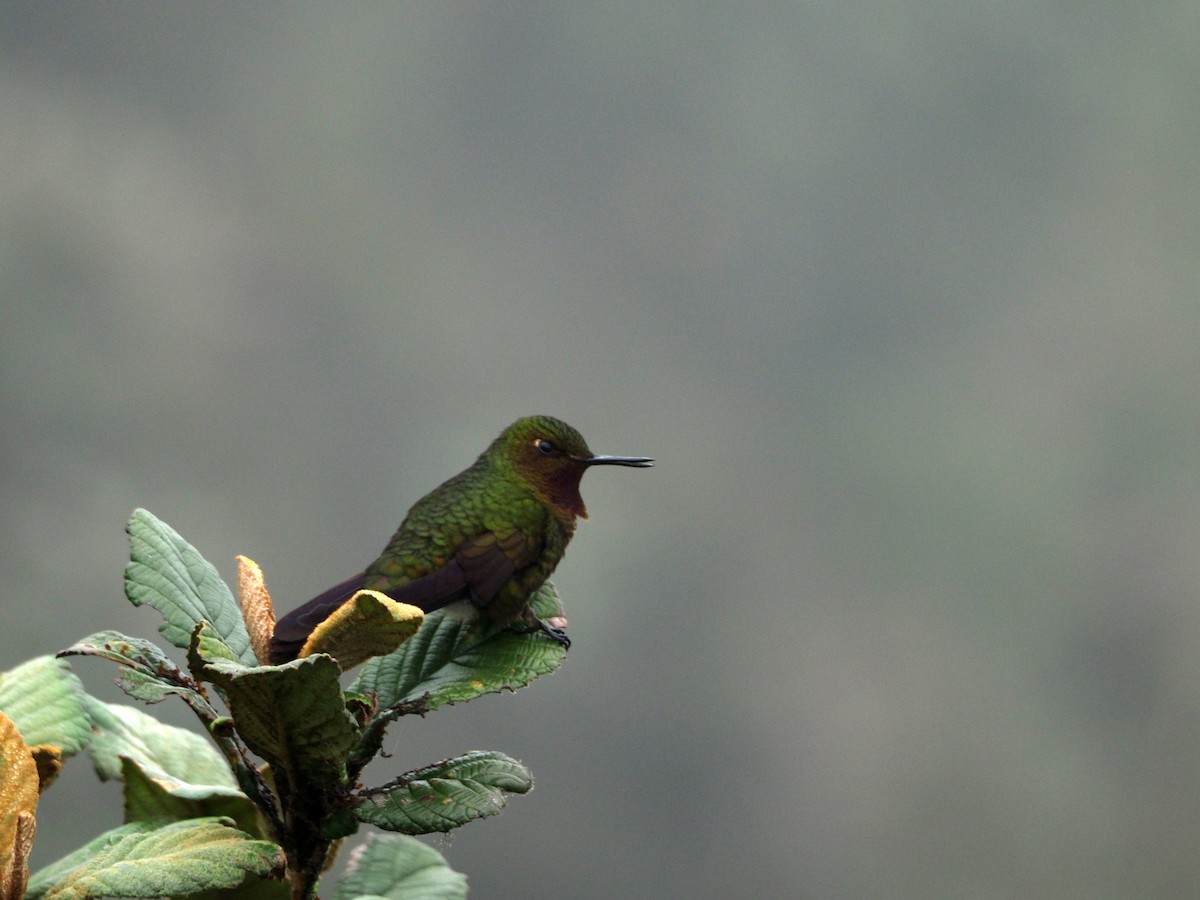 kolibřík rudohrdlý - ML90662841