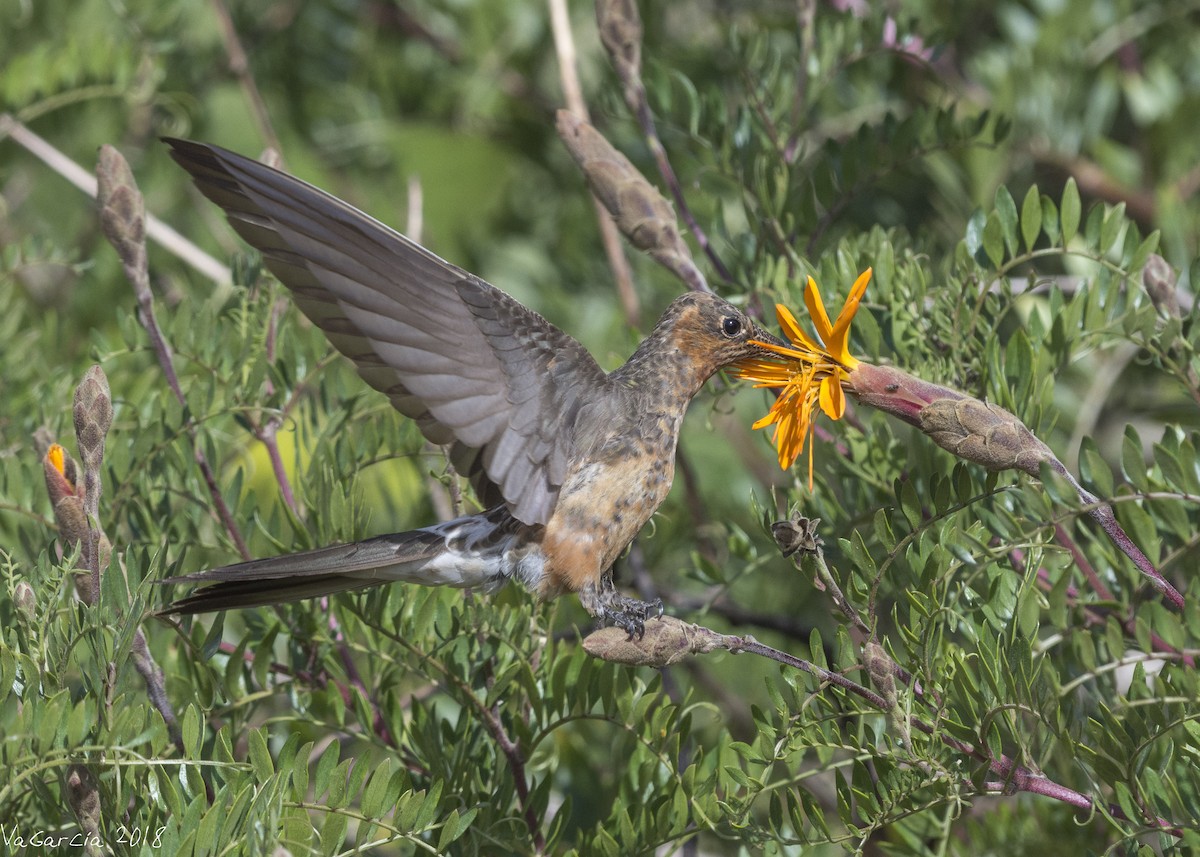 Giant Hummingbird - VERONICA ARAYA GARCIA