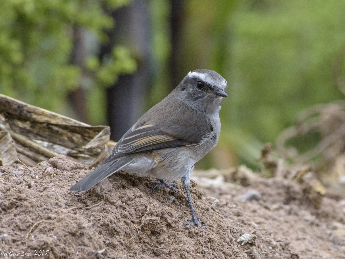 White-browed Chat-Tyrant - ML90663501