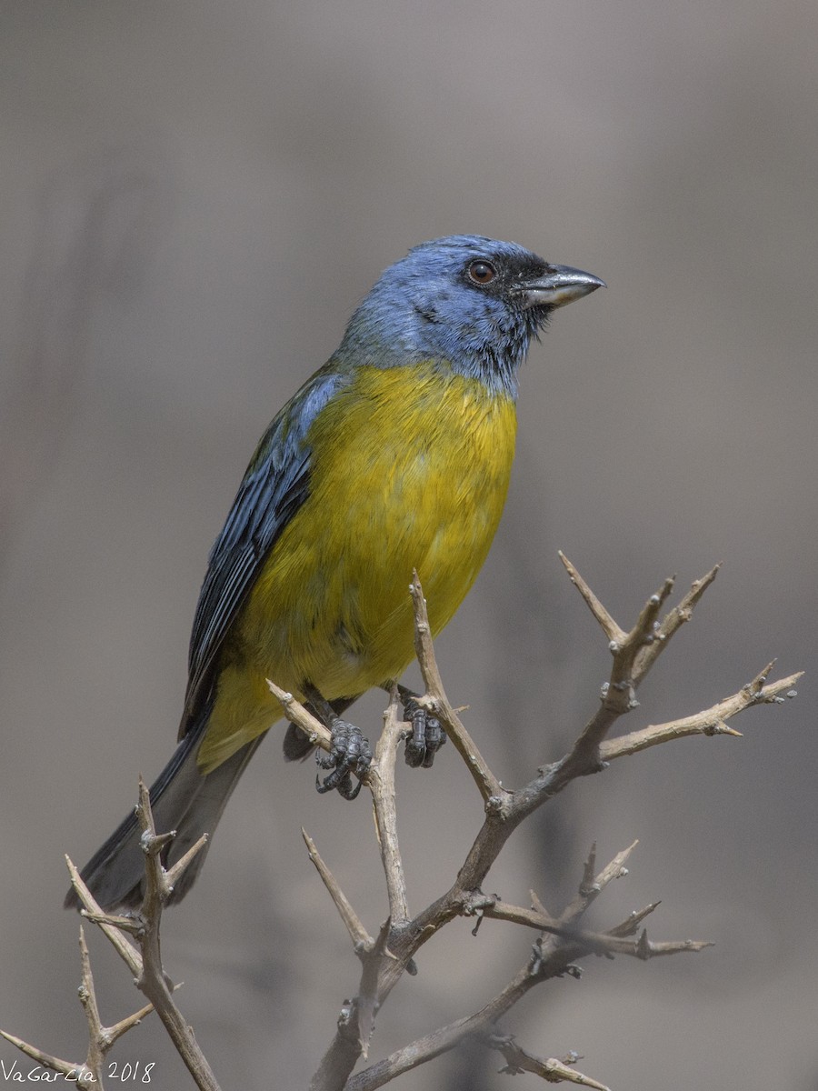 Blue-and-yellow Tanager - VERONICA ARAYA GARCIA