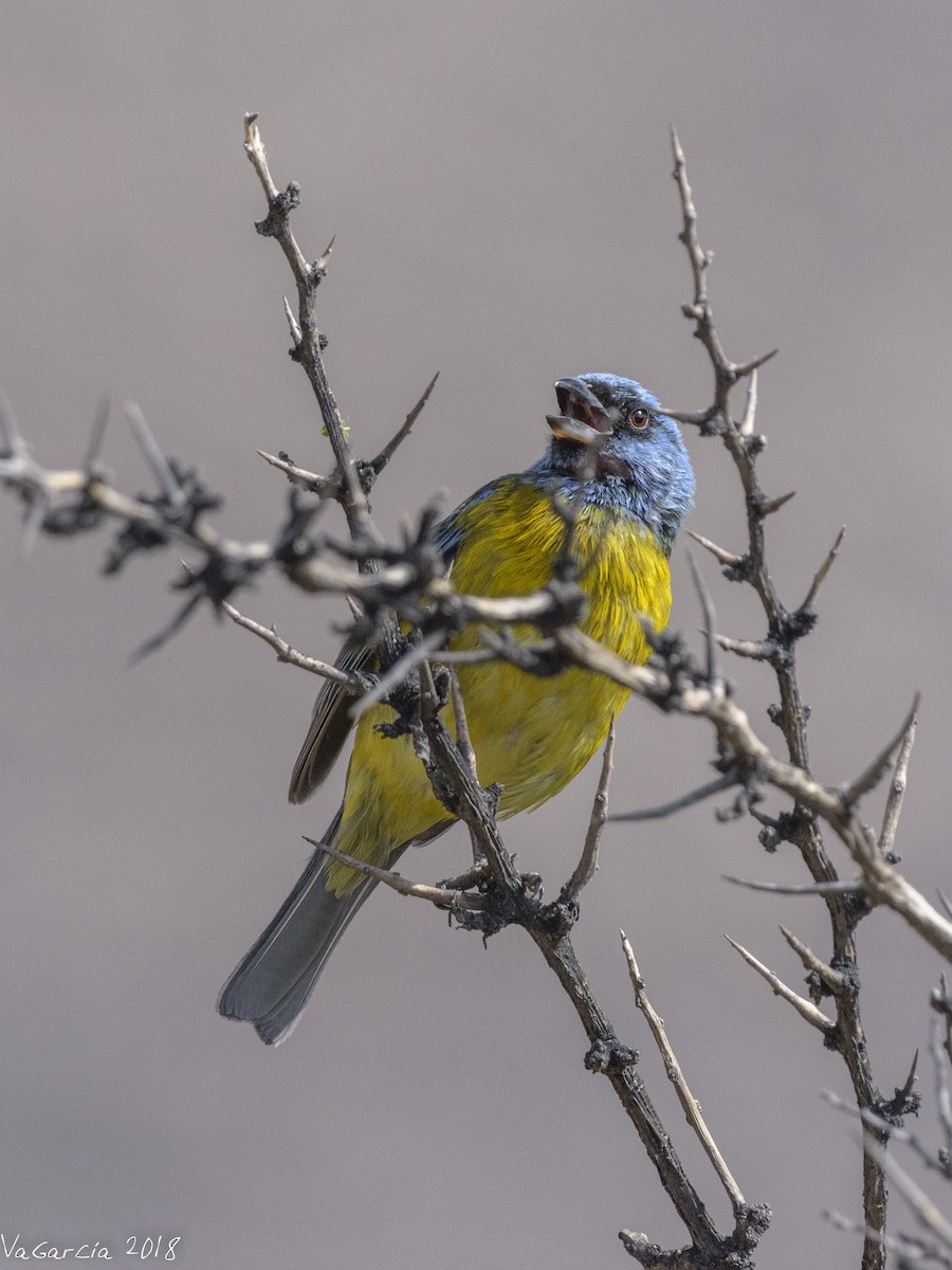 Blue-and-yellow Tanager - ML90663681