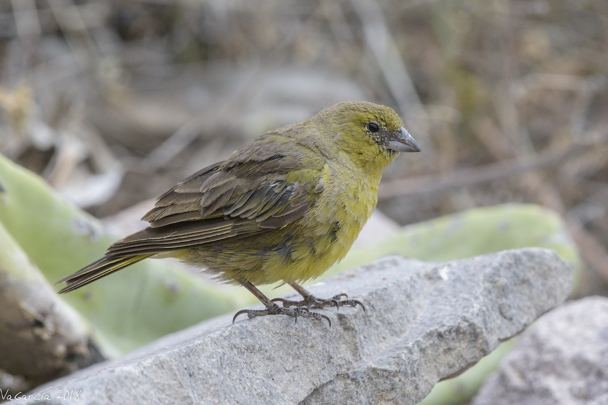 Greenish Yellow-Finch - VERONICA ARAYA GARCIA