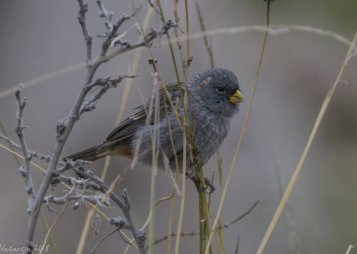 Band-tailed Seedeater - ML90664001