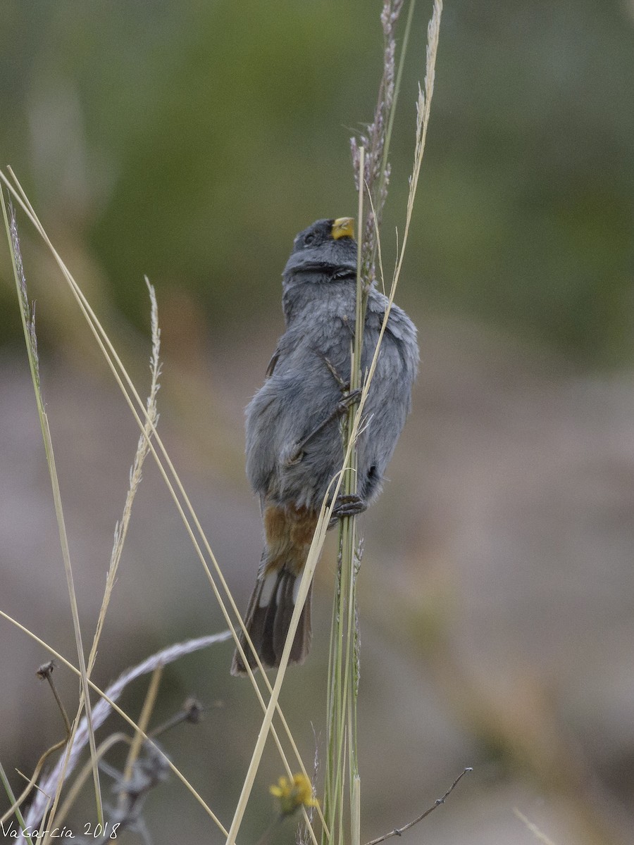 Band-tailed Seedeater - ML90664061
